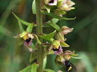 Epipactis helleborine 31, Brede wespenorchis, Saxifraga-Hans Dekker