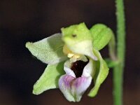 Epipactis helleborine 32, Brede wespenorchis, Saxifraga-Hans Dekker