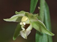 Epipactis helleborine 33, Brede wespenorchis, Saxifraga-Hans Dekker