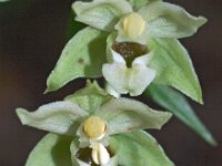 Epipactis helleborine 34, Brede wespenorchis, Saxifraga-Hans Dekker