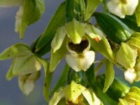 Epipactis helleborine 4, Brede wespenorchis, Saxifraga-Hans Dekker