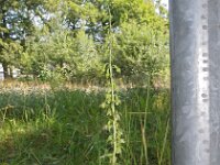 Epipactis helleborine 48, Brede wespenorchis, Saxifraga-Hans Dekker