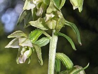 Epipactis helleborine 49, Brede wespenorchis, Saxifraga-Hans Dekker