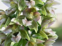 Epipactis helleborine 5, Brede wespenorchis , Saxifraga-Hans Dekker