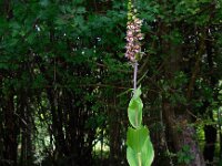 Epipactis helleborine 52, Brede wespenorchis, Saxifraga-Ed Stikvoort