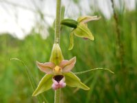 Epipactis helleborine 56, Brede wespenorchis, Saxifraga-Ed Stikvoort