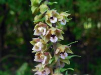 Epipactis helleborine 58, Brede wespenorchis, Saxifraga-Ed Stikvoort