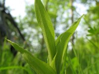 Epipactis helleborine 61, Brede wespenorchis, Saxifraga-Rutger Barendse