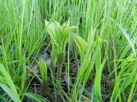 Epipactis helleborine 62, Brede wespenorchis, Saxifraga-Rutger Barendse