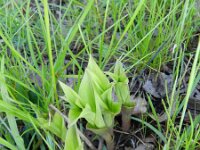 Epipactis helleborine 63, Brede wespenorchis, Saxifraga-Rutger Barendse