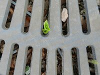 Epipactis helleborine 64, Brede wespenorchis, Saxifraga-Rutger Barendse
