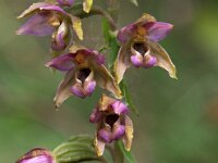 Epipactis helleborine 67, Brede wespenorchis, Saxifraga-Hans Dekker