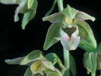 Epipactis helleborine 7, Brede wespenorchis, Saxifraga-Hans Dekker