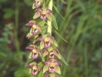 Epipactis helleborine 8, Brede wespenorchis, Saxifraga-Marijke Verhagen