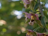 Epipactis helleborine 93, Brede wespenorchis, Saxifraga-Hans Dekker