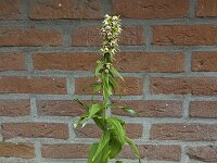 Broad-leaved helleborine (Epipactis helleborine) growing between clinkers  Broad-leaved helleborine (Epipactis helleborine) growing between clinkers : Broad-leaved helleborine, helleborine, Epipactis helleborine, epipactis, orchid, clinkers, plant, vascular, flora, floral, nature, natural, summer, summertime, outside, outdoor, outdoors, nobody, no people, green, wall
