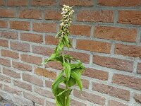 Broad-leaved helleborine (Epipactis helleborine) growing between clinkers  Broad-leaved helleborine (Epipactis helleborine) growing between clinkers : Broad-leaved helleborine, helleborine, Epipactis helleborine, epipactis, orchid, clinkers, plant, vascular, flora, floral, nature, natural, summer, summertime, outside, outdoor, outdoors, nobody, no people, green, wall