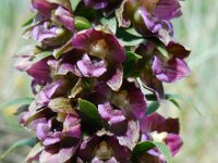 Epipactis helleborine ssp neerlandica 118, Duinwespenorchis, Saxifraga-Ed Stikvoort