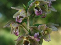 Epipactis helleborine ssp neerlandica 119, Duinwespenorchis, Saxifraga-Ed Stikvoort