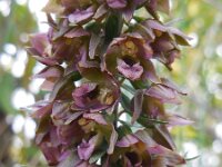 Epipactis helleborine ssp neerlandica 17, Duinwespenorchis, Saxifraga-Ed Stikvoort