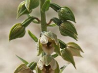Epipactis helleborine ssp neerlandica 35, Duinwespenorchis, Saxifraga-Hans Dekker