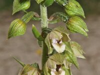 Epipactis helleborine ssp neerlandica 36, Duinwespenorchis, Saxifraga-Hans Dekker