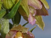 Epipactis helleborine ssp neerlandica 40, Duinwespenorchis, Saxifraga-Hans Dekker