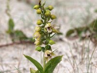 Epipactis helleborine ssp neerlandica 41, Duinwespenorchis, Saxifraga-Hans Dekker