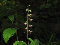 Epipactis helleborine ssp neerlandica 42, Duinwespenorchis, Saxifraga-Hans Dekker