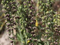 Epipactis helleborine ssp neerlandica 45, Duinwespenorchis, Saxifraga-Peter Meininger