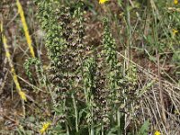 Epipactis helleborine ssp neerlandica 47, Duinwespenorchis, Saxifraga-Peter Meininger