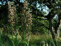 Epipactis helleborine ssp neerlandica 68, Duinwespenorchis, Saxifraga-Ed Stikvoort