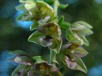 Epipactis helleborine ssp neerlandica 69, Duinwespenorchis, Saxifraga-Ed Stikvoort