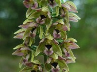 Epipactis helleborine ssp neerlandica 70, Duinwespenorchis, Saxifraga-Ed Stikvoort