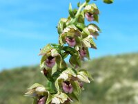 Epipactis helleborine ssp neerlandica 71, Duinwespenorchis, Saxifraga-Ed Stikvoort