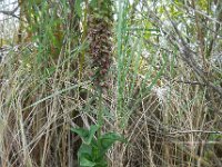 Epipactis helleborine ssp neerlandica 72, Duinwespenorchis, Saxifraga-Ed Stikvoort