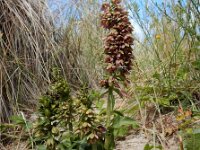 Epipactis helleborine ssp neerlandica 73, Duinwespenorchis, Saxifraga-Ed Stikvoort