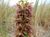 Epipactis helleborine ssp neerlandica 74, Duinwespenorchis, Saxifraga-Ed Stikvoort
