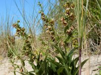 Epipactis helleborine ssp neerlandica 75, Duinwespenorchis, Saxifraga-Ed Stikvoort