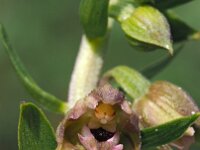 Epipactis helleborine ssp neerlandica 77, Duinwespenorchis, Saxifraga-Hans Dekker