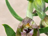 Epipactis helleborine ssp neerlandica 79, Duinwespenorchis, Saxifraga-Hans Dekker
