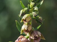 Epipactis helleborine ssp neerlandica 80, Duinwespenorchis, Saxifraga-Hans Dekker