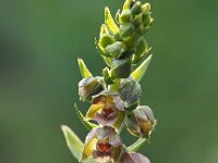 Epipactis helleborine ssp neerlandica 83, Duinwespenorchis, Saxifraga-Hans Dekker