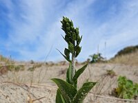 Epipactis helleborine ssp neerlandica 89, Duinwespenorchis, Saxifraga-Hans Dekker