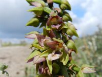 Epipactis helleborine ssp neerlandica 94, Duinwespenorchis, Saxifraga-Rutger Barendse