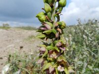 Epipactis helleborine ssp neerlandica 95, Duinwespenorchis, Saxifraga-Rutger Barendse