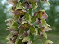 Epipactis helleborine ssp neerlandica 96, Duinwespenorchis, Saxifraga-Ed Stikvoort
