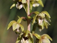 Epipactis helleborine var orbicularis 110, Saxifraga-Hans Dekker