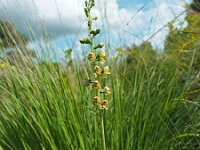 Epipactis helleborine var orbicularis 111, Saxifraga-Hans Dekker