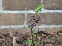 Epipactis helleborine var orbicularis 113, Saxifraga-Hans Dekker